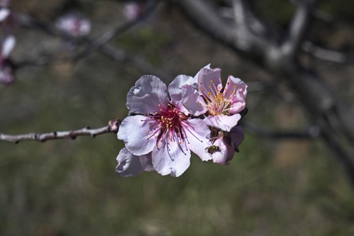 3 feb 2021 Fioritura mandorli